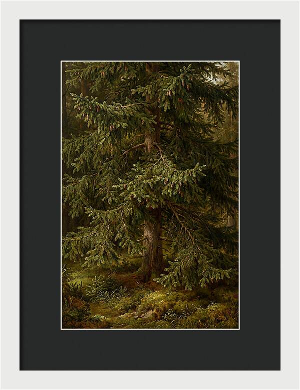 Majestic Fir Tree In Nature