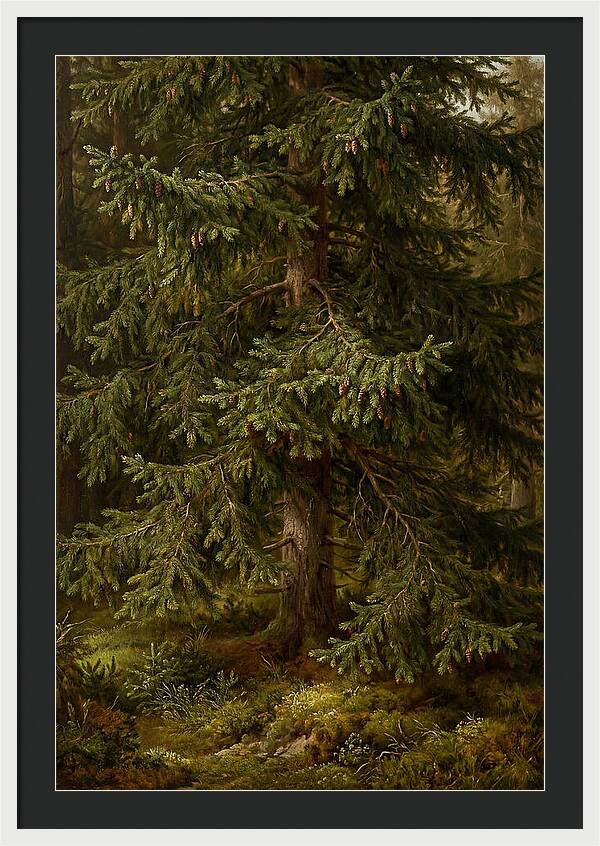 Majestic Fir Tree In Nature