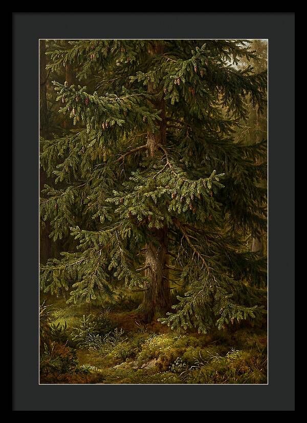 Majestic Fir Tree In Nature