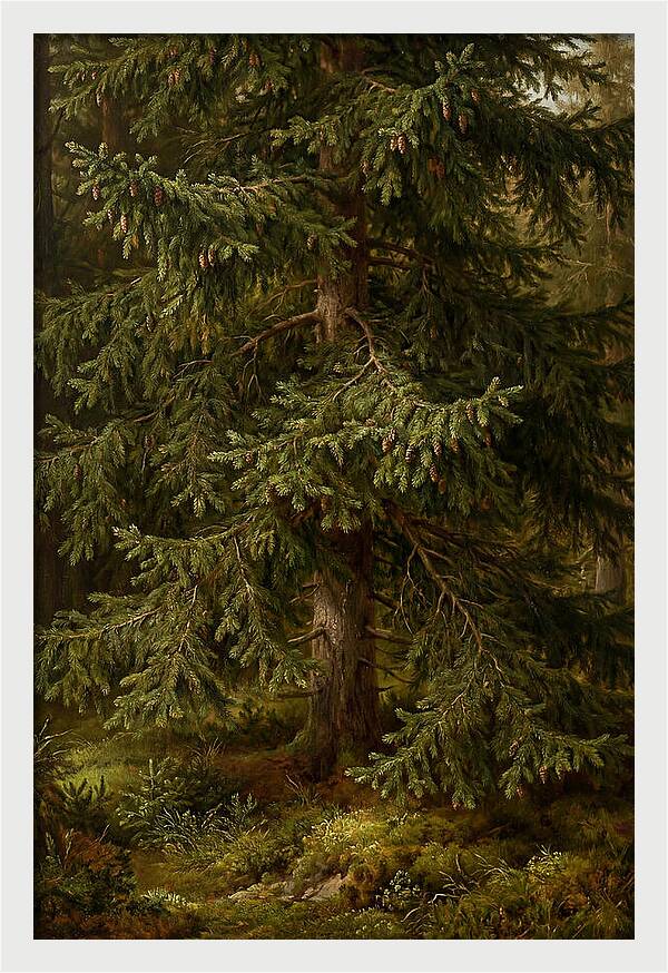Majestic Fir Tree In Nature