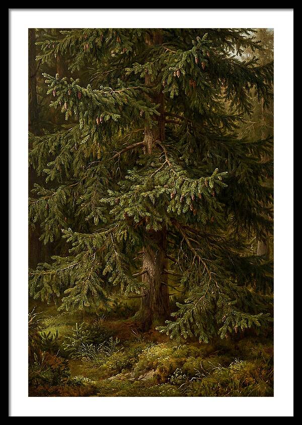 Majestic Fir Tree In Nature