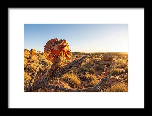 Majestic Frilled Dragon Pose