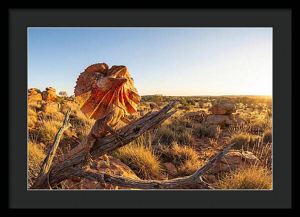Majestic Frilled Dragon Pose