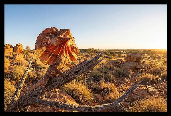 Majestic Frilled Dragon Pose