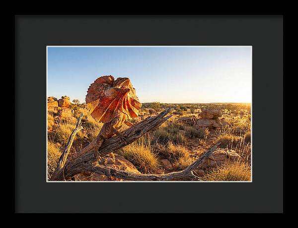 Majestic Frilled Dragon Pose