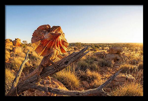 Majestic Frilled Dragon Pose