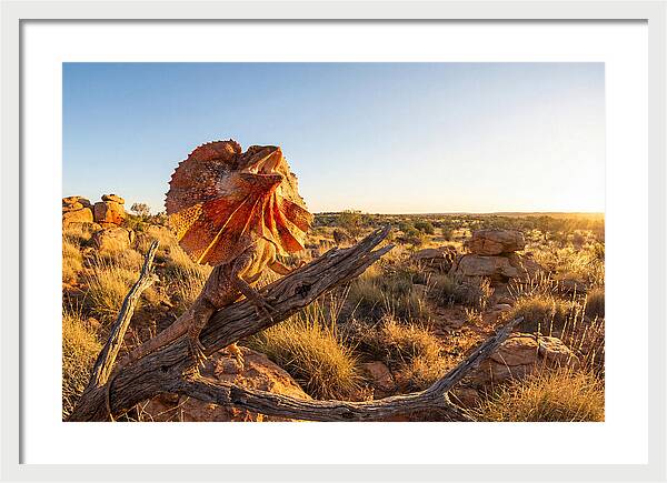 Majestic Frilled Dragon Pose