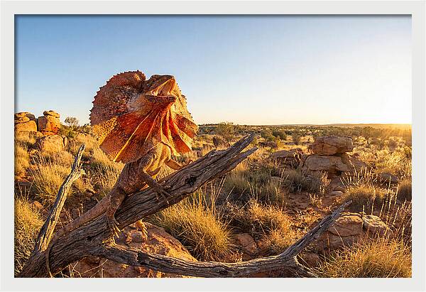 Majestic Frilled Dragon Pose