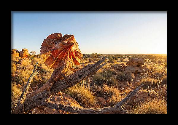 Majestic Frilled Dragon Pose