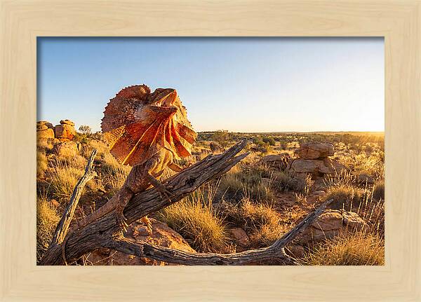 Majestic Frilled Dragon Pose