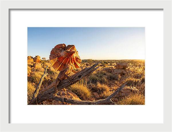 Majestic Frilled Dragon Pose
