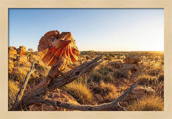 Majestic Frilled Dragon Pose