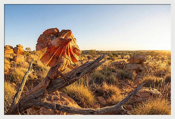 Majestic Frilled Dragon Pose