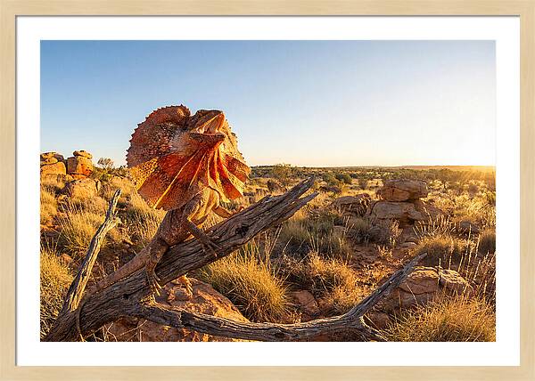 Majestic Frilled Dragon Pose