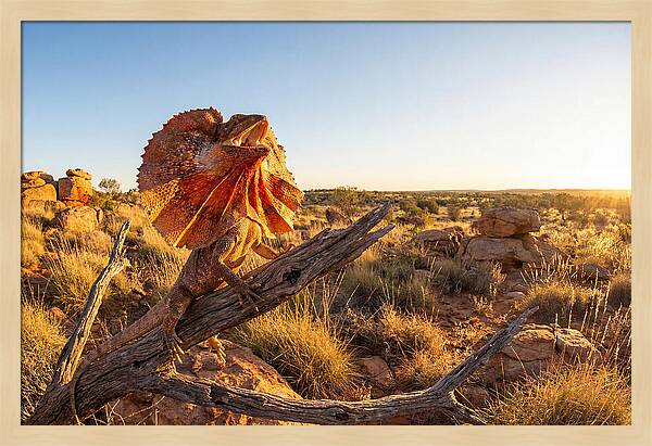 Majestic Frilled Dragon Pose