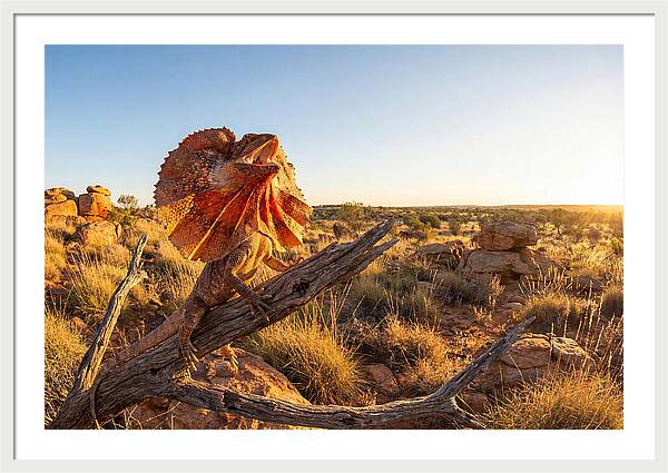 Majestic Frilled Dragon Pose
