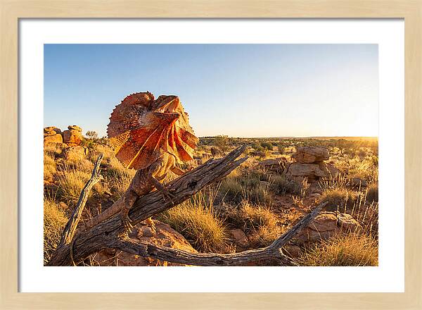 Majestic Frilled Dragon Pose
