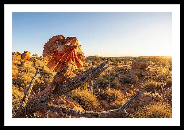 Majestic Frilled Dragon Pose