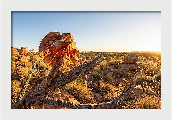 Majestic Frilled Dragon Pose