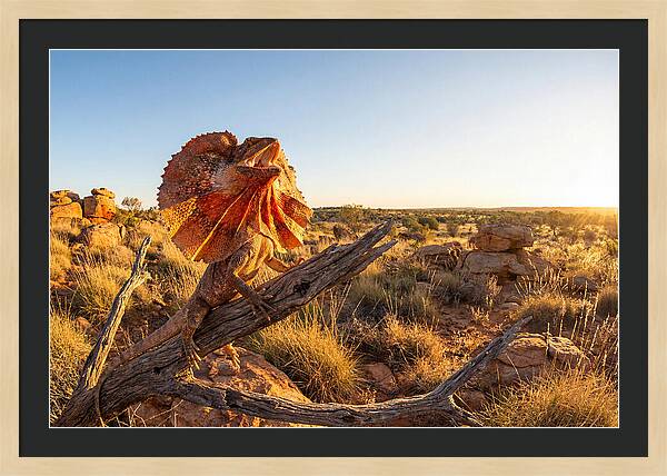 Majestic Frilled Dragon Pose