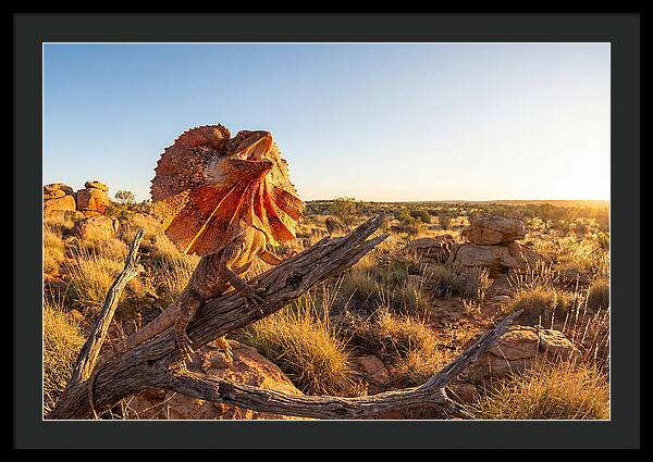 Majestic Frilled Dragon Pose