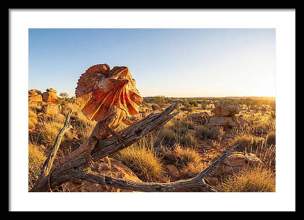 Majestic Frilled Dragon Pose
