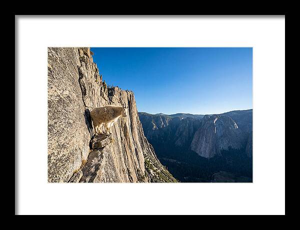 Majestic Goat On The Cliff