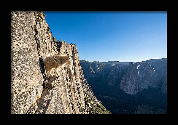 Majestic Goat On The Cliff