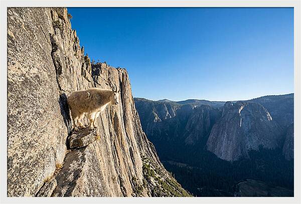 Majestic Goat On The Cliff