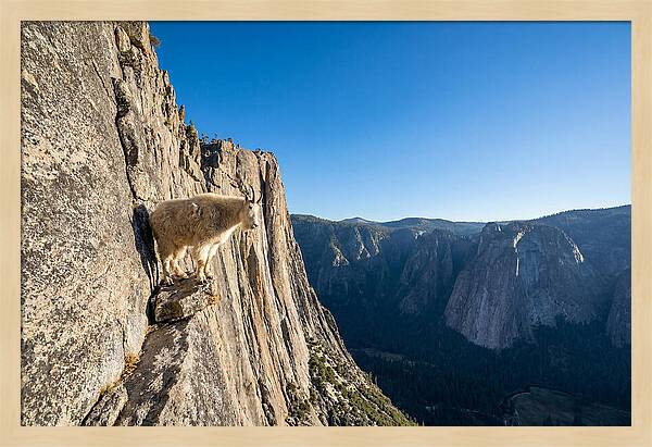 Majestic Goat On The Cliff