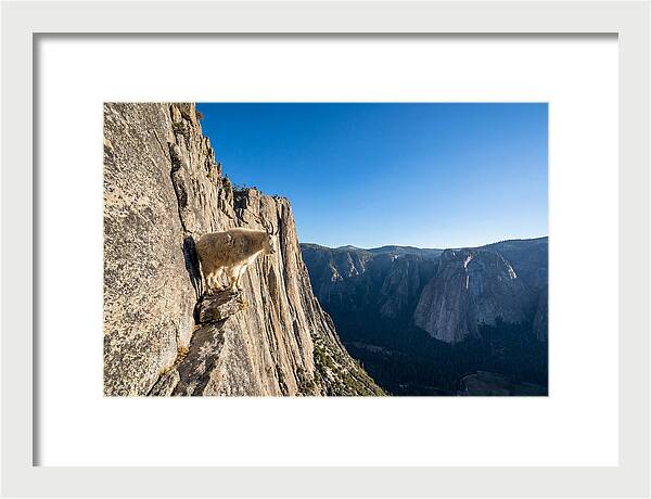 Majestic Goat On The Cliff