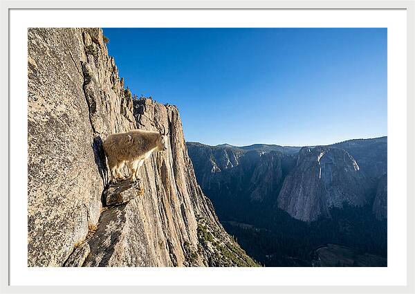 Majestic Goat On The Cliff