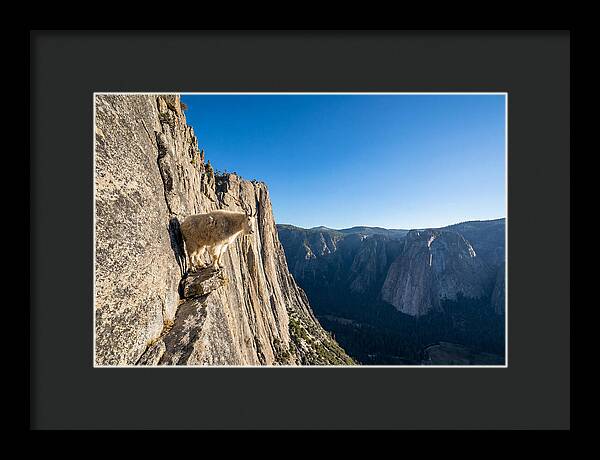 Majestic Goat On The Cliff
