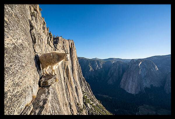 Majestic Goat On The Cliff
