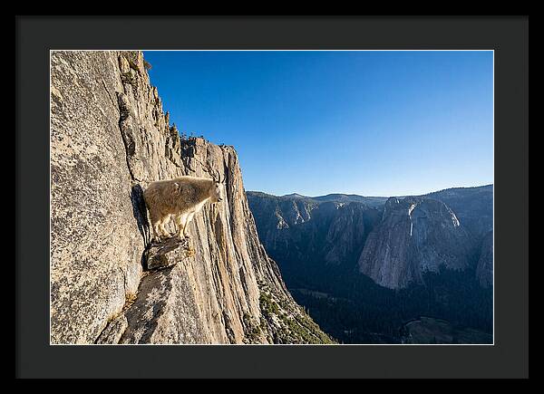 Majestic Goat On The Cliff