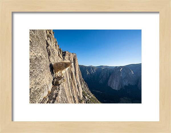 Majestic Goat On The Cliff