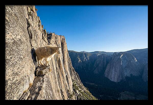 Majestic Goat On The Cliff