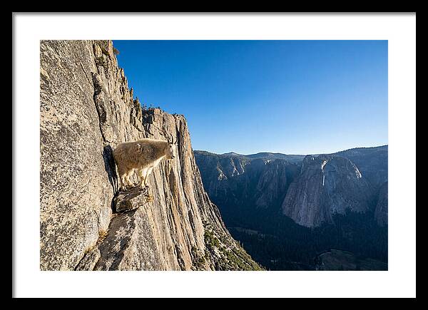 Majestic Goat On The Cliff