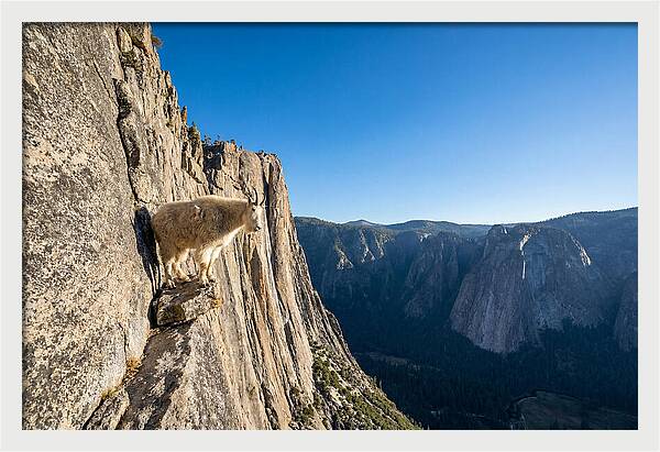 Majestic Goat On The Cliff