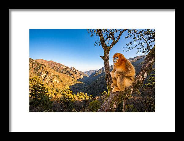 Majestic Golden Monkey Gaze