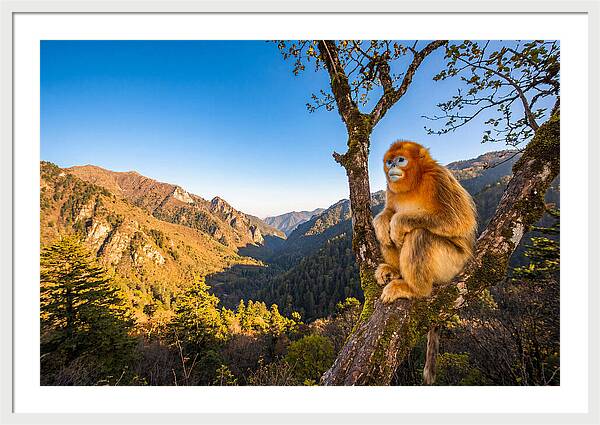 Majestic Golden Monkey Gaze