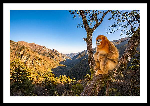 Majestic Golden Monkey Gaze