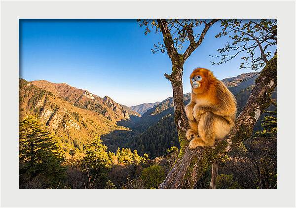 Majestic Golden Monkey Gaze