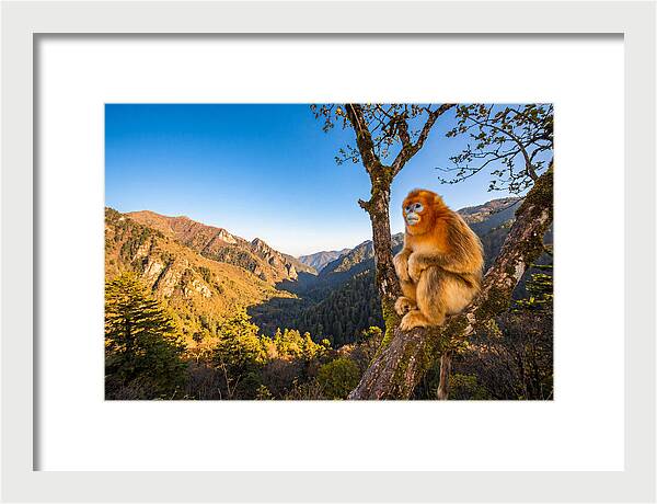 Majestic Golden Monkey Gaze
