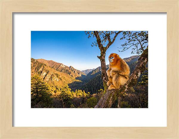 Majestic Golden Monkey Gaze