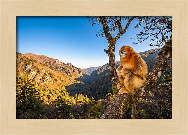 Majestic Golden Monkey Gaze
