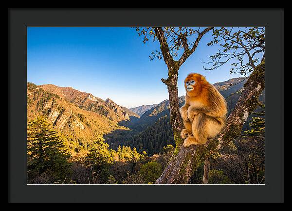 Majestic Golden Monkey Gaze