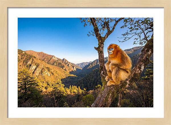 Majestic Golden Monkey Gaze