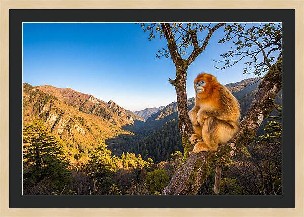 Majestic Golden Monkey Gaze