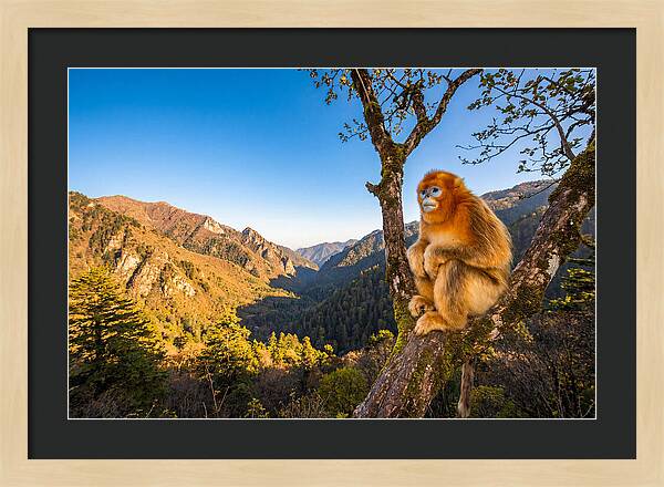 Majestic Golden Monkey Gaze